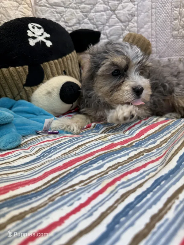 Joe – Maltipoo puppy for sale in Hopkinsville, KY
