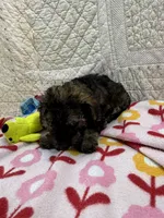 Sally, a female Maltipoo for sale in Hopkinsville, KY – Photo 2 of 2