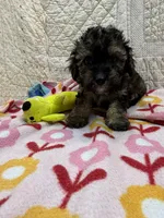 Sally, a female Maltipoo for sale in Hopkinsville, KY – Photo 1 of 2