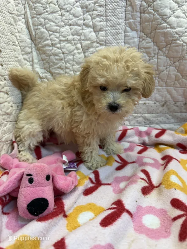 Cindy – Maltipoo puppy for sale in Hopkinsville, KY