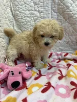 Cindy, a female Maltipoo for sale in Hopkinsville, KY – 1 of 1