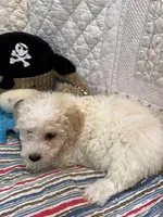 Tim, a female Yorkipoo for sale in Hopkinsville, KY – Photo 2 of 2