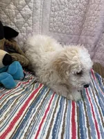 Tim, a female Yorkipoo for sale in Hopkinsville, KY – Photo 1 of 2