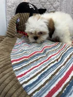 Tyler, a male Shih Tzu for sale in Hopkinsville, KY – 2 of 2