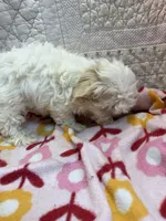 Ella, a female Maltipoo for sale in Hopkinsville, KY – 2 of 2