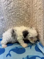 Sammy, a male Maltipoo for sale in Hopkinsville, KY – 2 of 2