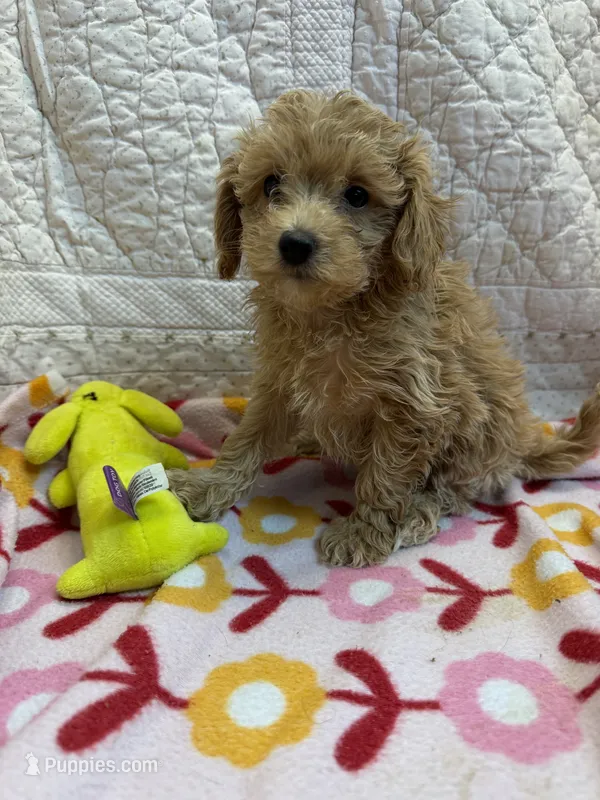 Dottie – Maltipoo puppy for sale in Hopkinsville, KY
