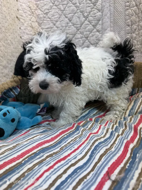 Gary, a male Maltipoo for sale in Hopkinsville, KY – Photo 1 of 1