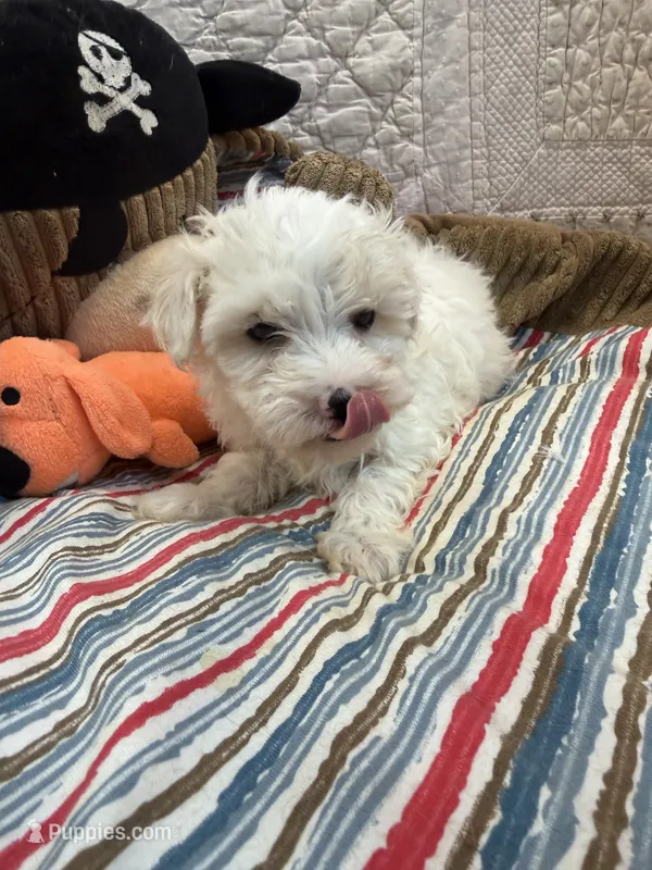 Danny – Maltipoo puppy for sale in Hopkinsville, KY