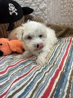 Danny, a male Maltipoo for sale in Hopkinsville, KY – 1 of 1