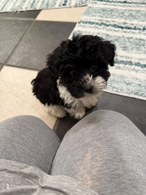 Karen, a female Yorkipoo for sale in Hopkinsville, KY – Photo 1 of 1