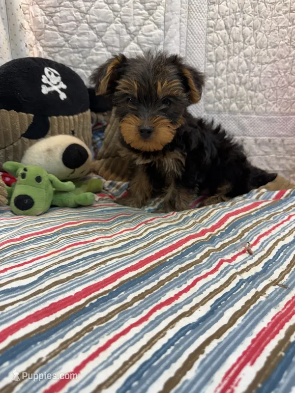 Peter – Yorkshire Terrier puppy for sale in Hopkinsville, KY