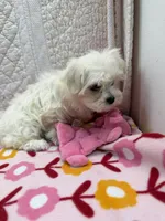Rose, a female Maltese for sale in Hopkinsville, KY – 2 of 2