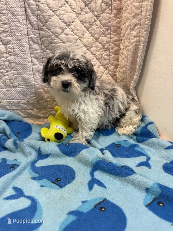 Joe – Maltipoo puppy for sale in Hopkinsville, KY