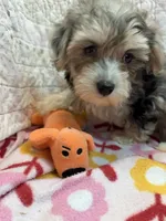 Rose, a female Maltipoo for sale in Hopkinsville, KY – 1 of 1