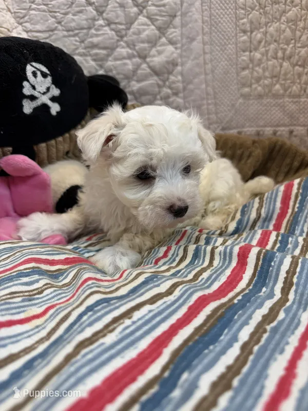 Judy – Maltipoo puppy for sale in Hopkinsville, KY