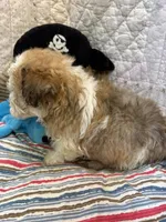 Willie, a male Yorkipoo for sale in Hopkinsville, KY – Photo 2 of 2