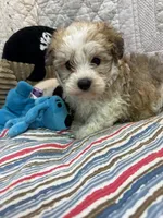 Willie, a male Yorkipoo for sale in Hopkinsville, KY – Photo 1 of 2