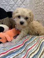 Wayne, a male Maltipoo for sale in Hopkinsville, KY – 1 of 1