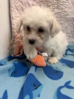 Duke, a male Yorkipoo for sale in Hopkinsville, KY – 1 of 1
