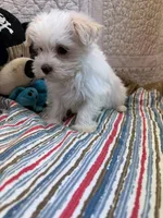 Bob, a male Maltese for sale in Hopkinsville, KY – 1 of 1
