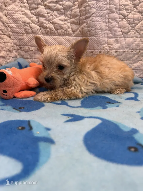 Larry – Yorkshire Terrier puppy for sale in Hopkinsville, KY