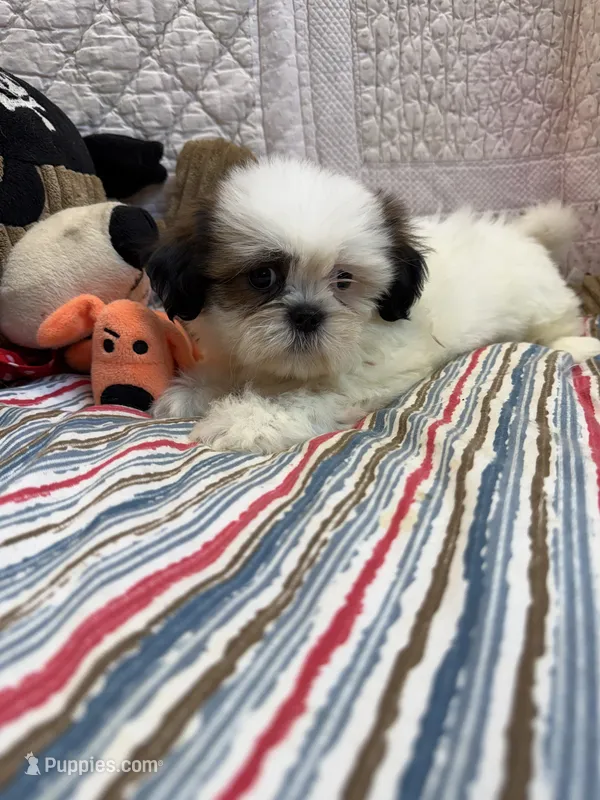 Macey – Shih Tzu puppy for sale in Hopkinsville, KY