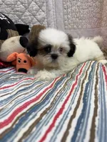 Macey, a female Shih Tzu for sale in Hopkinsville, KY – 1 of 1
