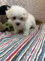 John, a male Maltese for sale in Hopkinsville, KY – 1 of 1
