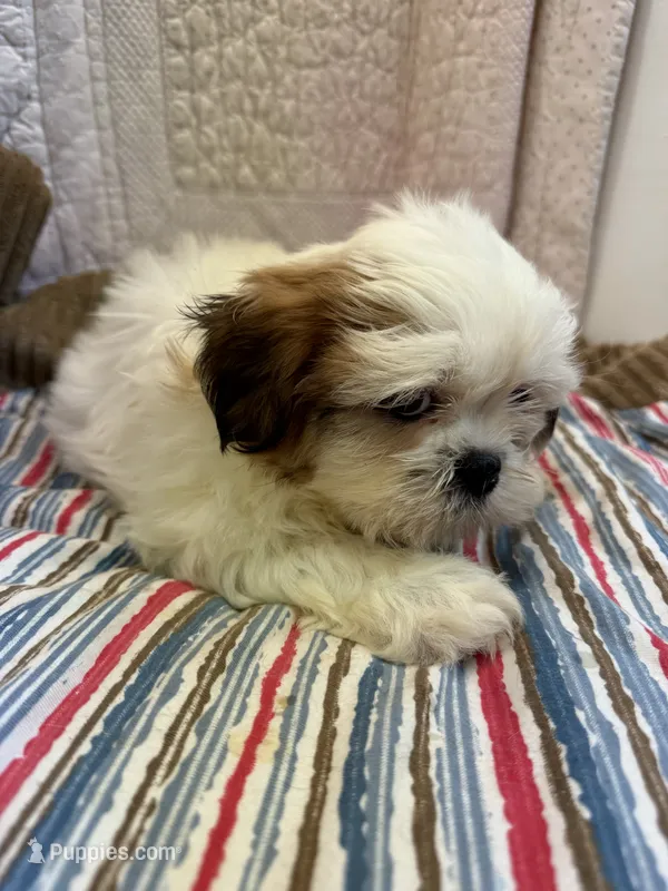 Stacey – Shih Tzu puppy for sale in Hopkinsville, KY