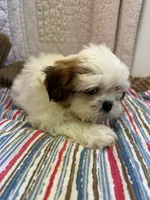 Stacey, a female Shih Tzu for sale in Hopkinsville, KY – 1 of 1