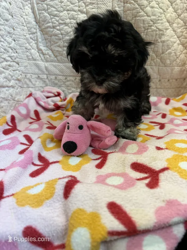 Bonnie – Maltipoo puppy for sale in Hopkinsville, KY