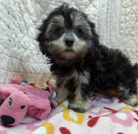 Zoey, a female Maltipoo for sale in Hopkinsville, KY – 1 of 1