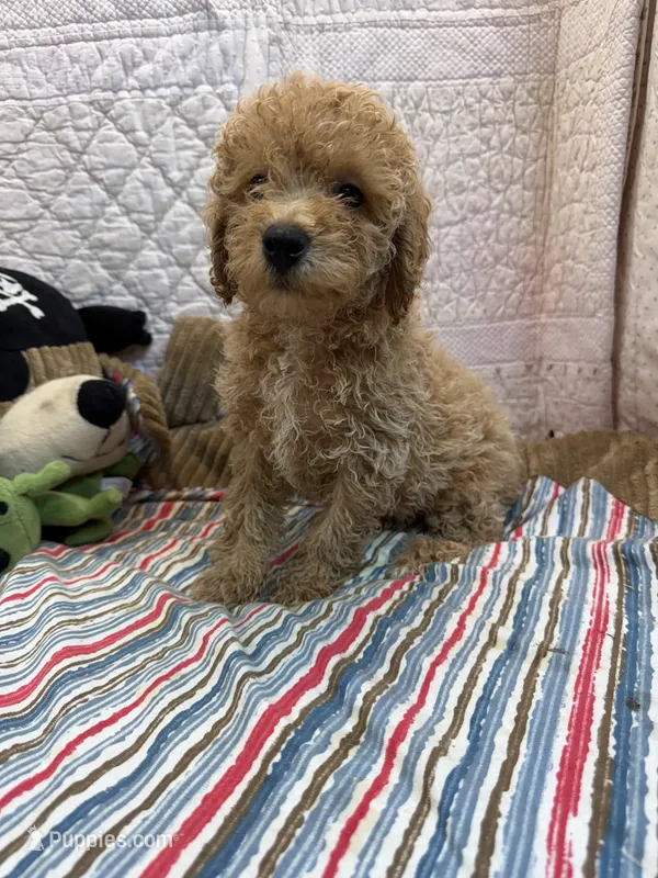 Jerry – Poodle - Toy  puppy for sale in Hopkinsville, KY
