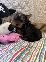Sally, a female Yorkshire Terrier for sale in Hopkinsville, KY – 1 of 1
