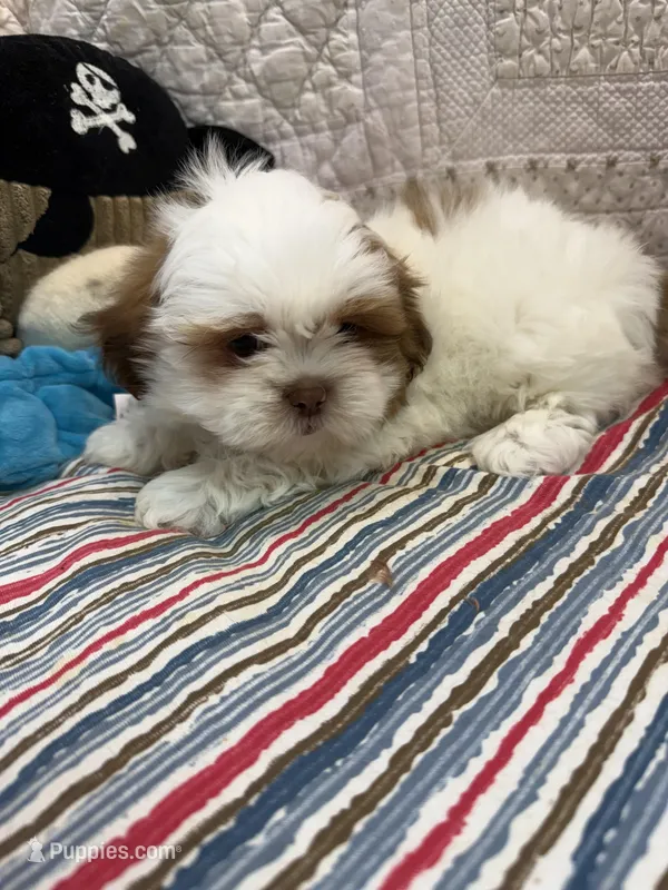 Glen – Shih Tzu puppy for sale in Hopkinsville, KY