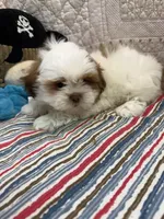 Glen, a male Shih Tzu for sale in Hopkinsville, KY – Photo 1 of 2