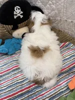 Glen, a male Shih Tzu for sale in Hopkinsville, KY – Photo 2 of 2