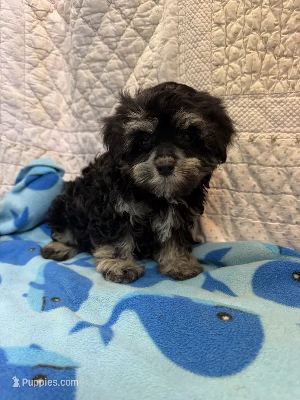 Steven – Maltipoo puppy for sale in Hopkinsville, KY