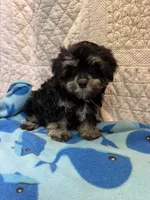 Steven, a male Maltipoo for sale in Hopkinsville, KY – 1 of 1