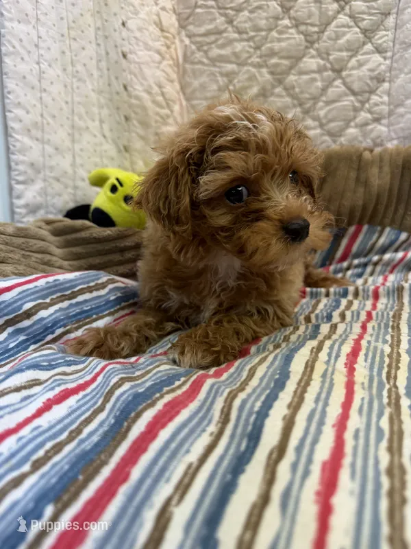 Ruth – Maltipoo puppy for sale in Hopkinsville, KY
