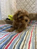Ruth, a female Maltipoo for sale in Hopkinsville, KY – 1 of 1