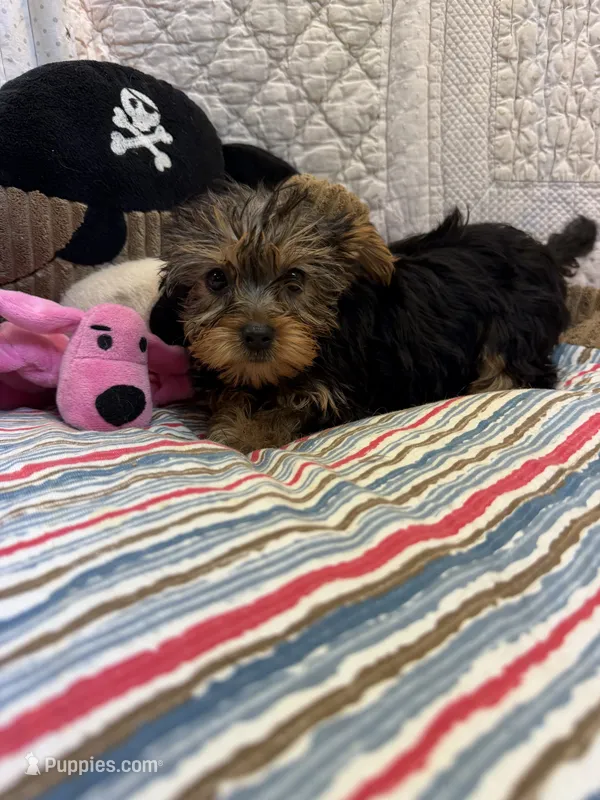 Windy – Yorkshire Terrier puppy for sale in Hopkinsville, KY