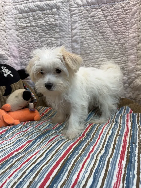 Bob – Maltese puppy for sale in Hopkinsville, KY