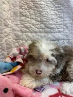 Alice, a female Poodle - Toy  for sale in Hopkinsville, KY – 2 of 2