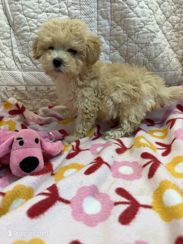 Donnie – Maltipoo puppy for sale in Hopkinsville, KY