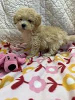Donnie, a female Maltipoo for sale in Hopkinsville, KY – 1 of 1