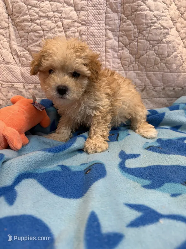 Howard – Maltipoo puppy for sale in Hopkinsville, KY