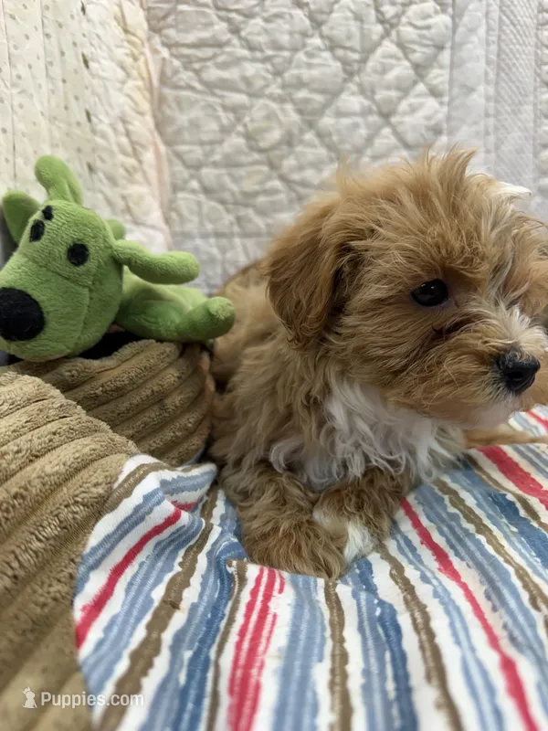 Donald – Maltipoo puppy for sale in Hopkinsville, KY