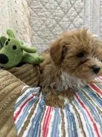Donald, a male Maltipoo for sale in Hopkinsville, KY – 1 of 1